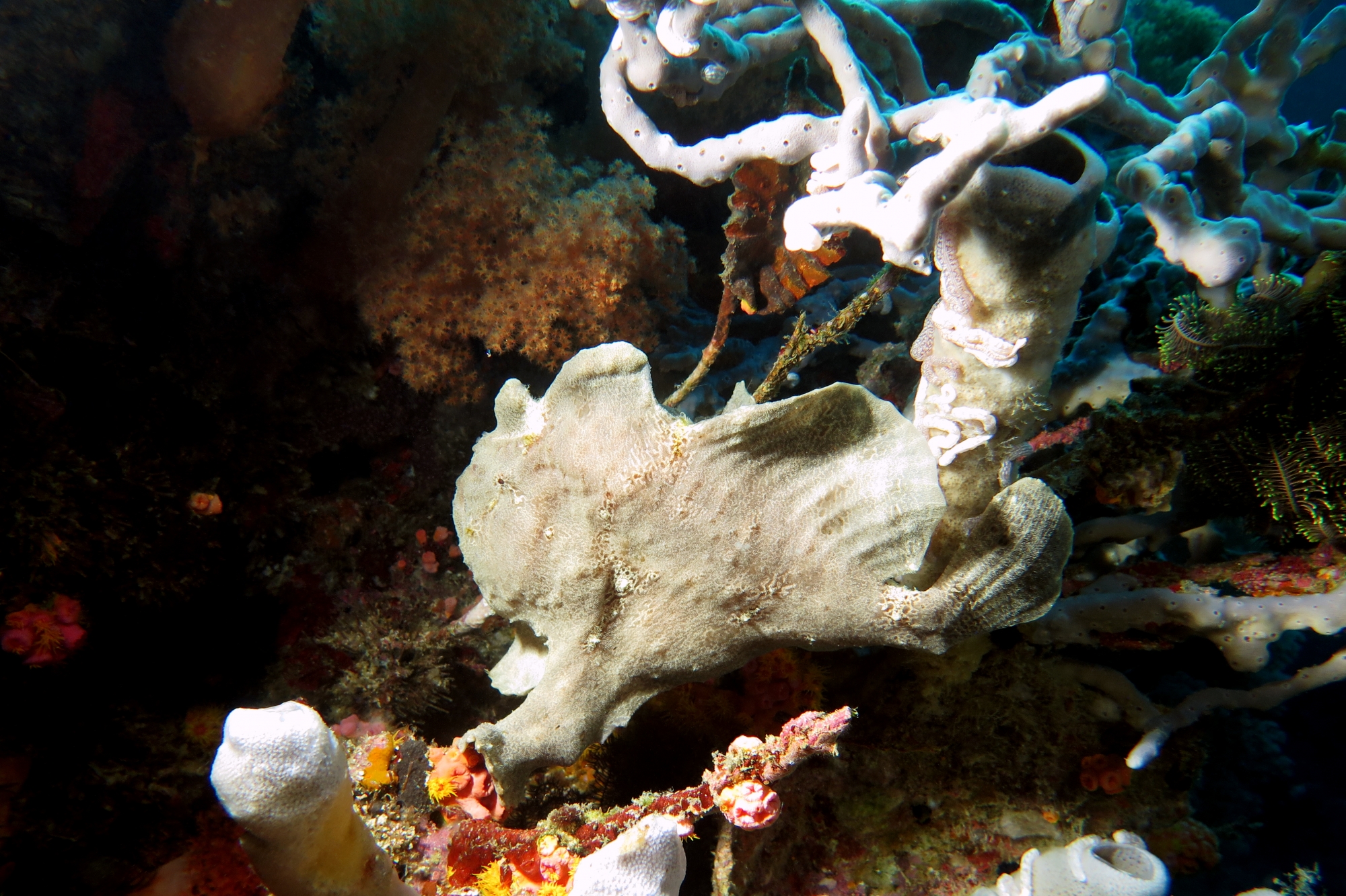 Antennarius commerson