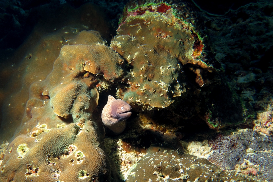 Gymnothorax thyrsoideus, Pavona clavus