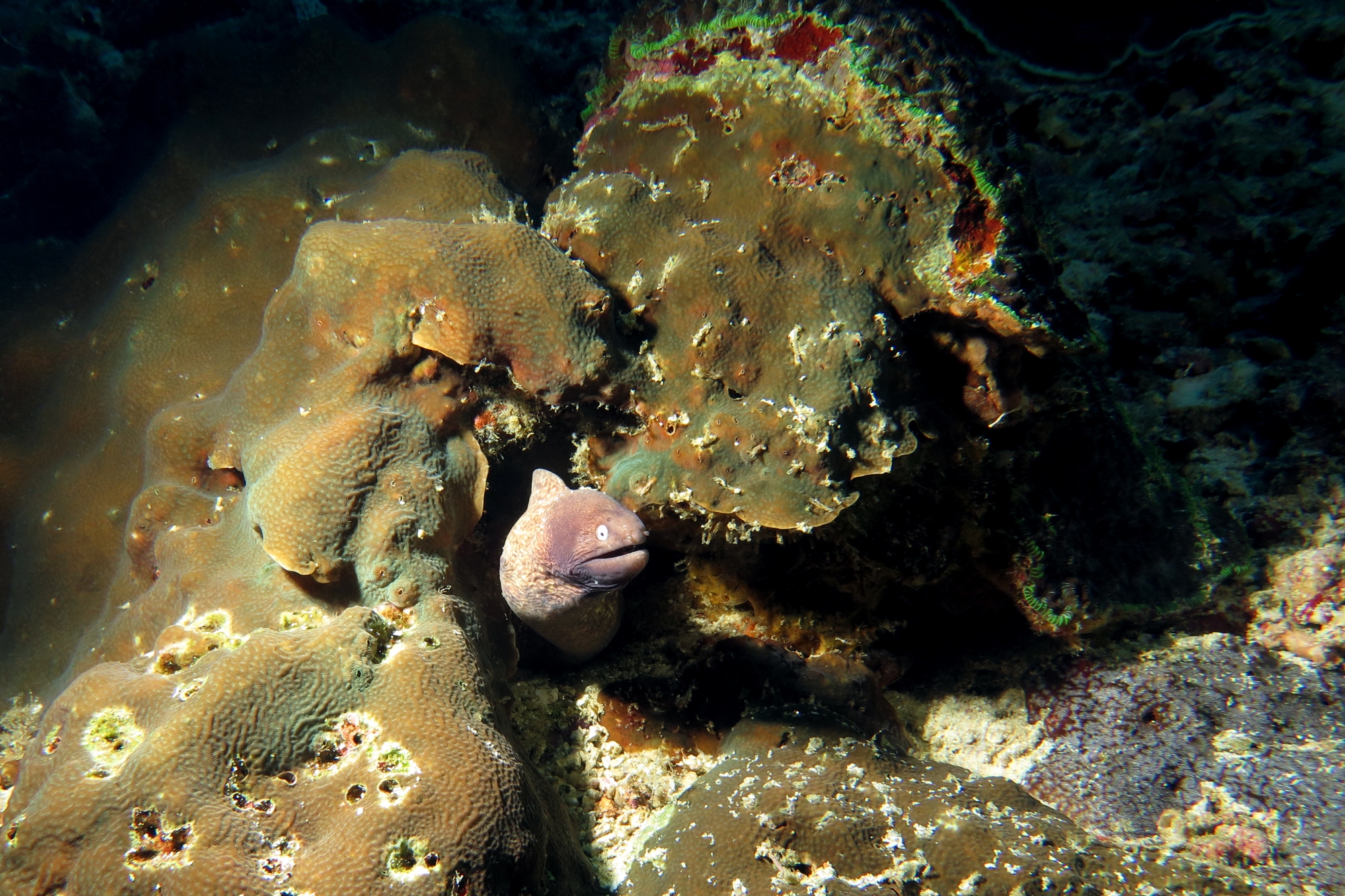 Gymnothorax thyrsoideus, Pavona clavus