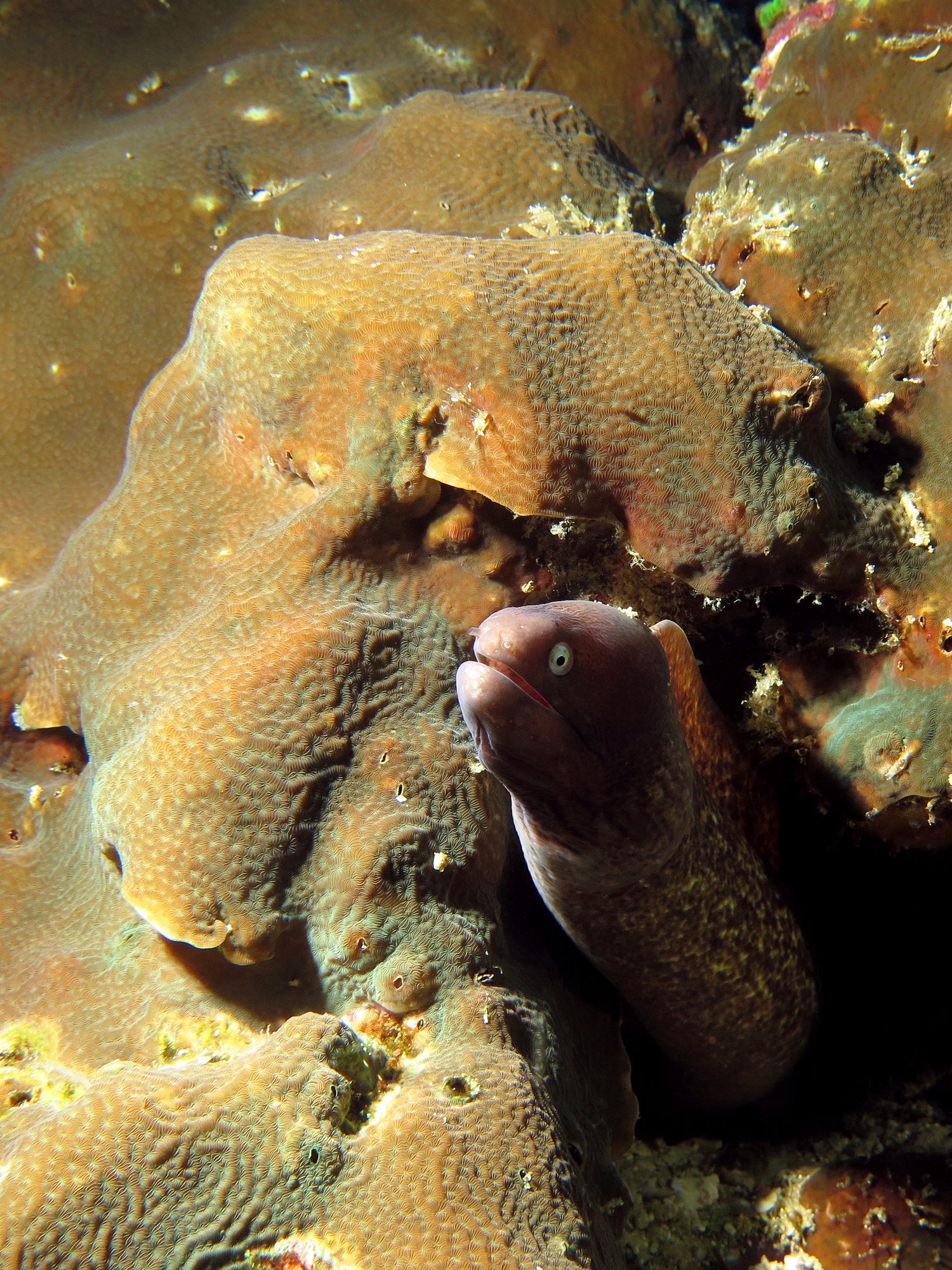 Gymnothorax thyrsoideus, Pavona clavus