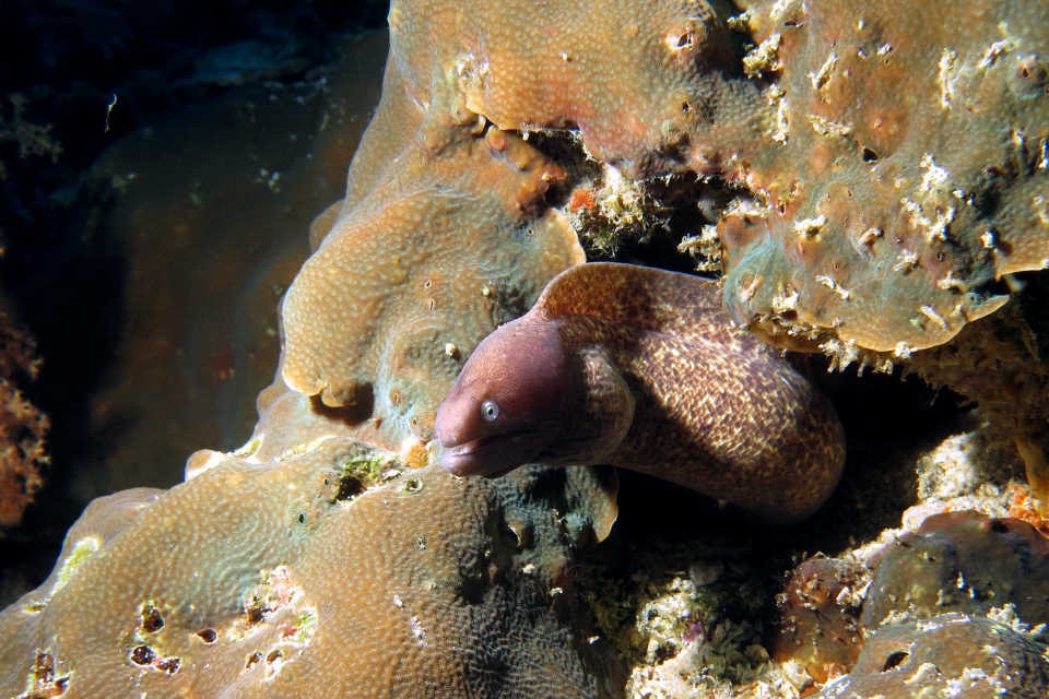 Gymnothorax thyrsoideus, Pavona clavus