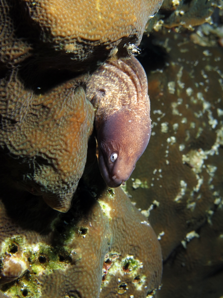 Gymnothorax thyrsoideus, Pavona clavus