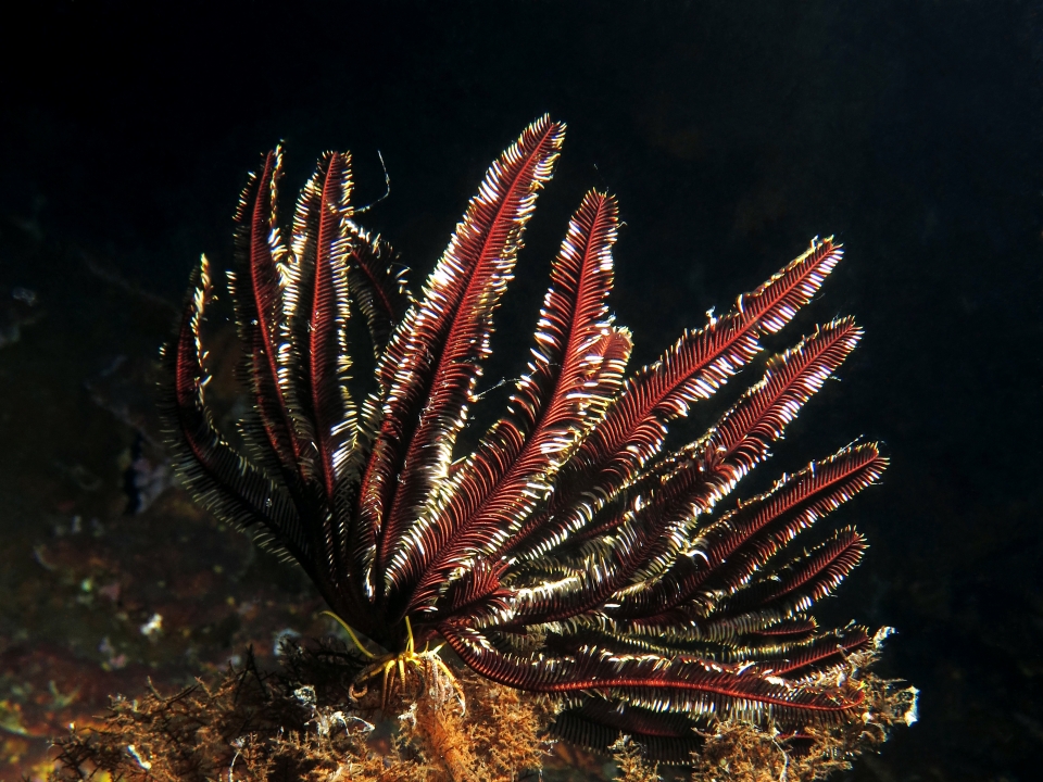 Cenometra bella