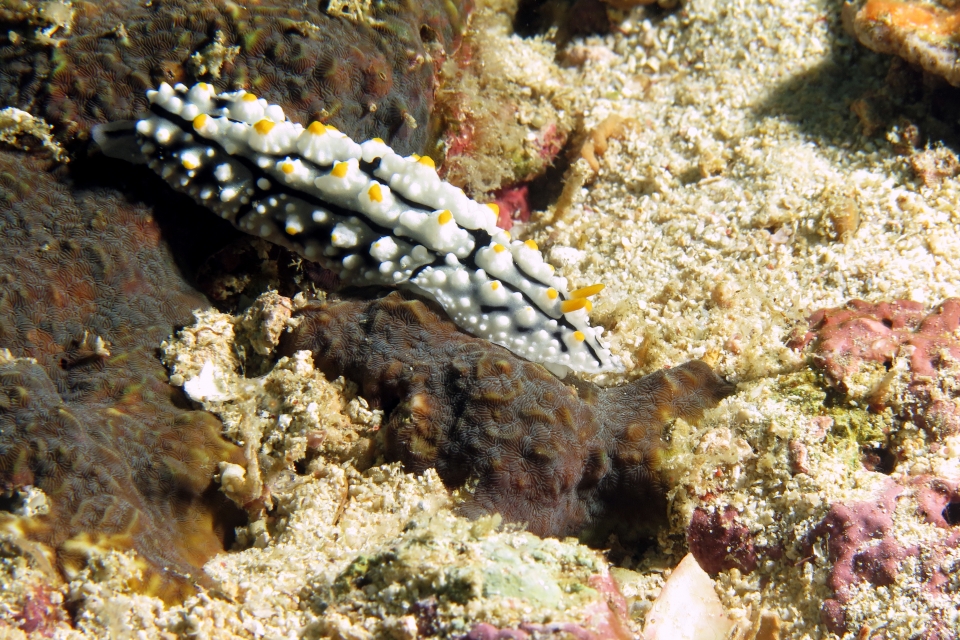 Phyllidia elegans