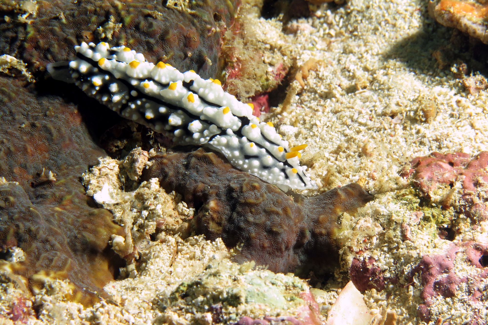Phyllidia elegans
