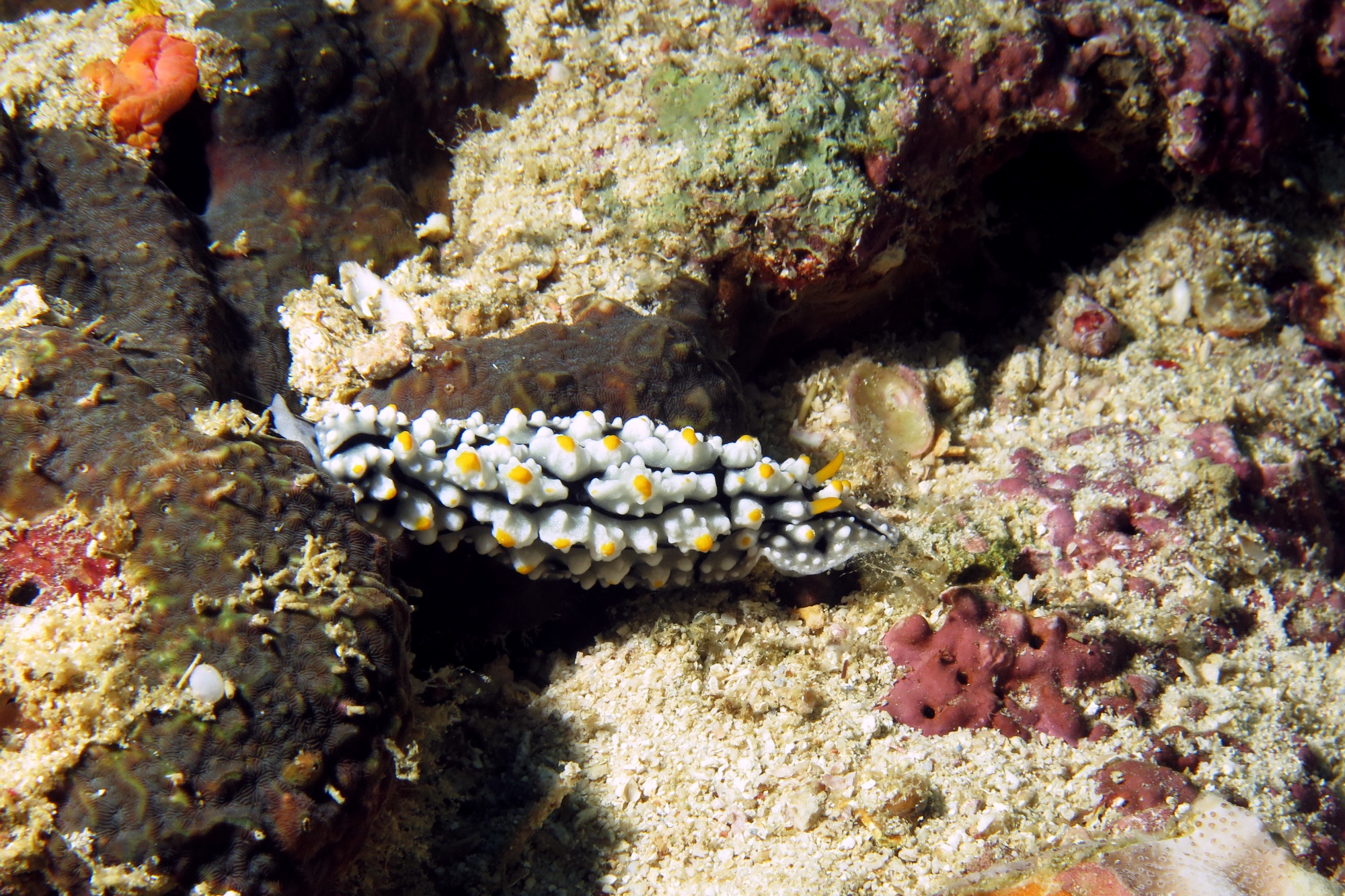 Phyllidia elegans