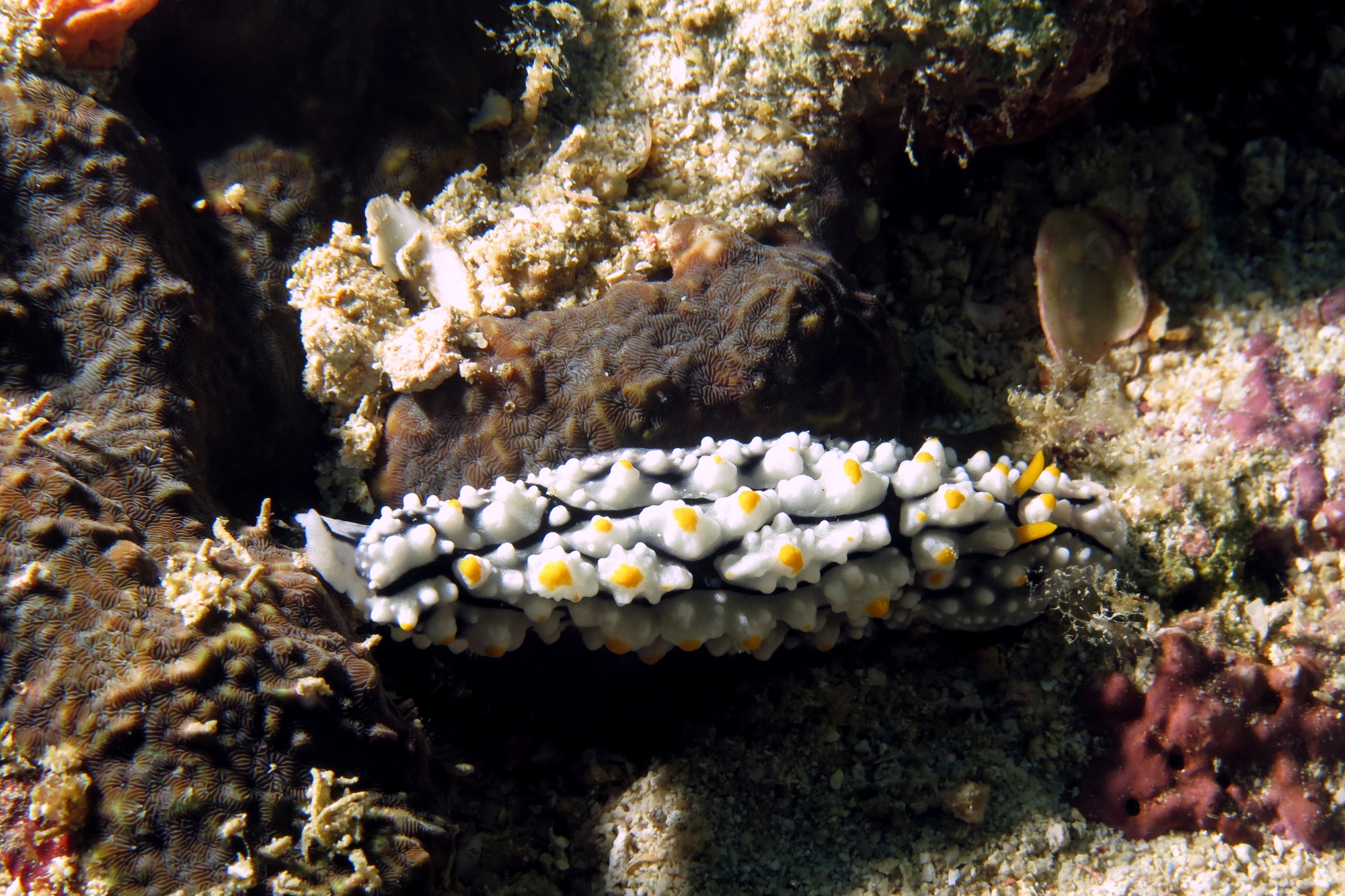 Phyllidia elegans