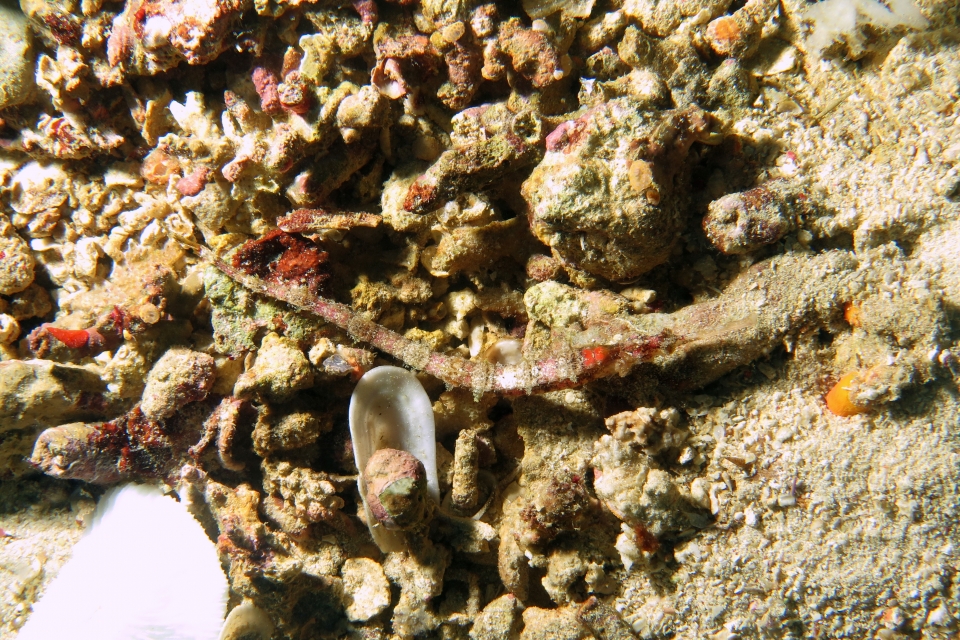 Halicampus macrorhynchus