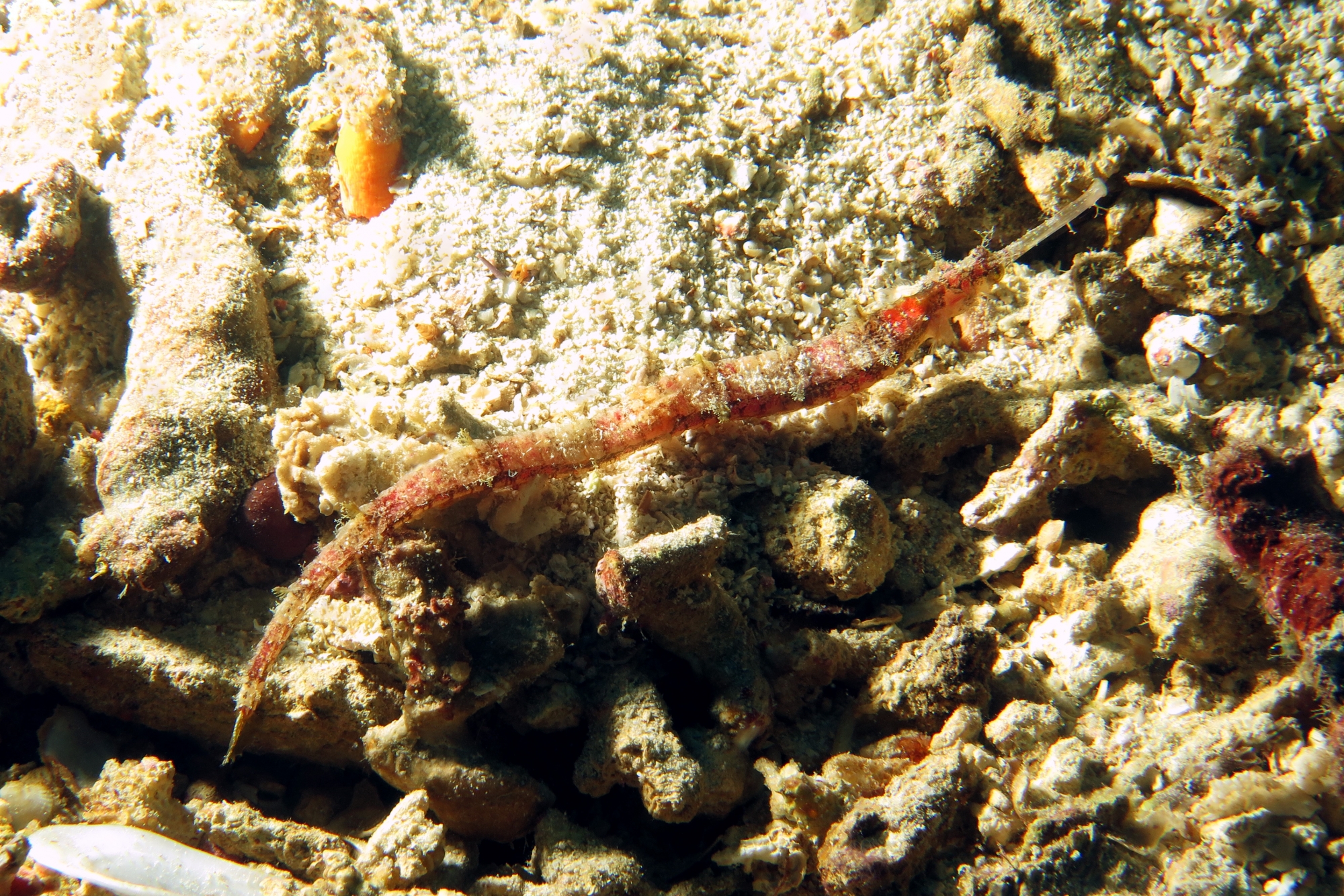 Halicampus macrorhynchus