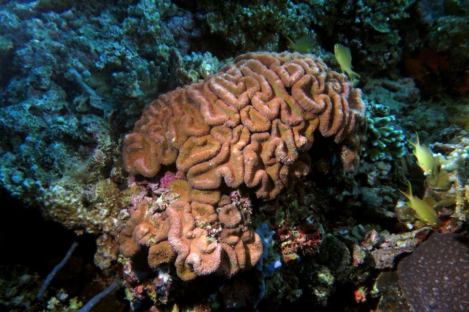 Lobophyllia hemprichii
