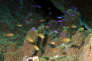 Pseudanthias huchtii, Pseudanthias tuka, Pavona varians