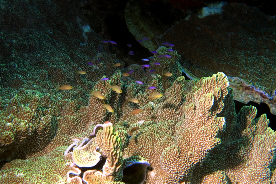 Pseudanthias huchtii, Pseudanthias tuka, Pavona varians