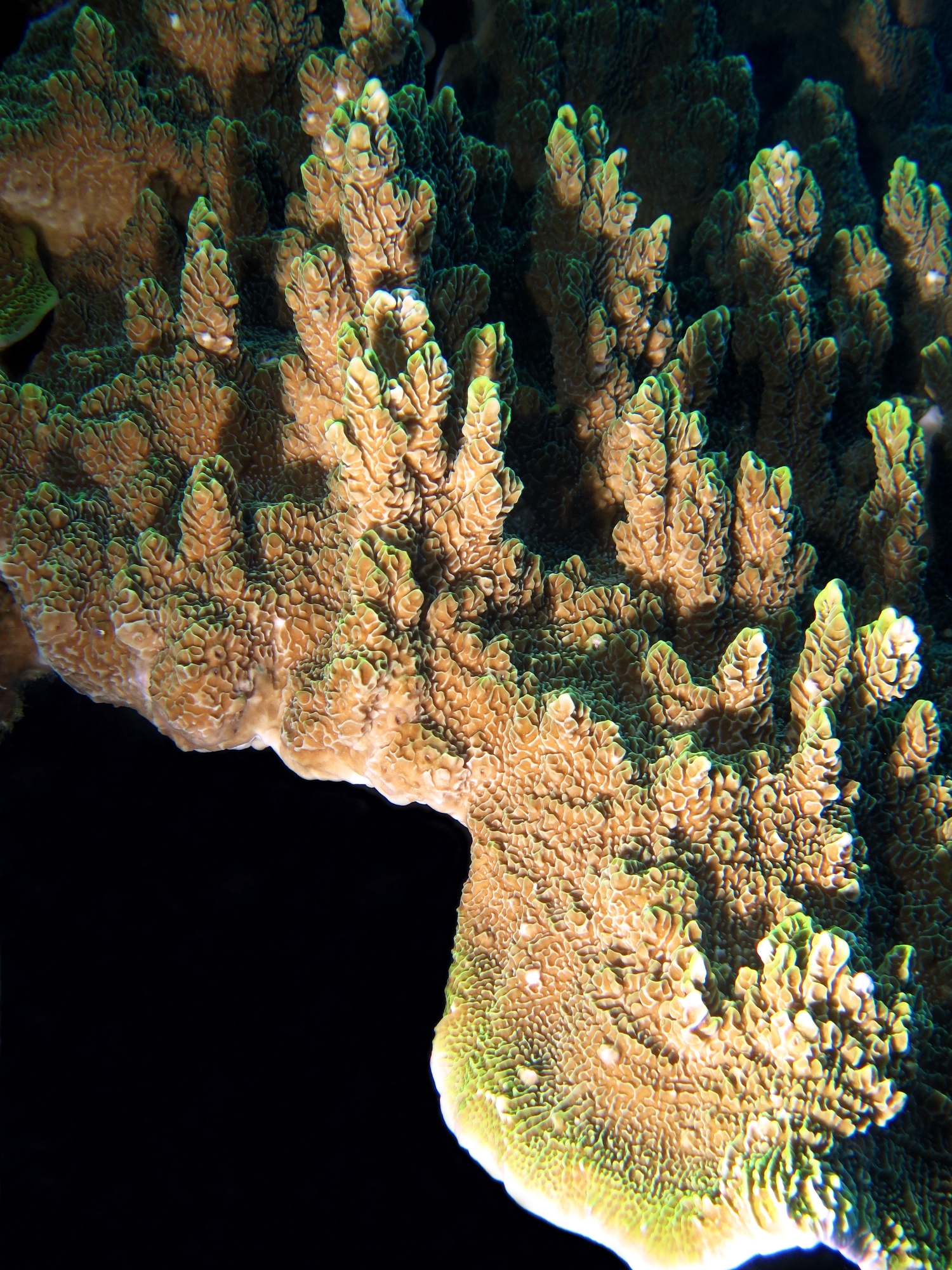 Pavona varians