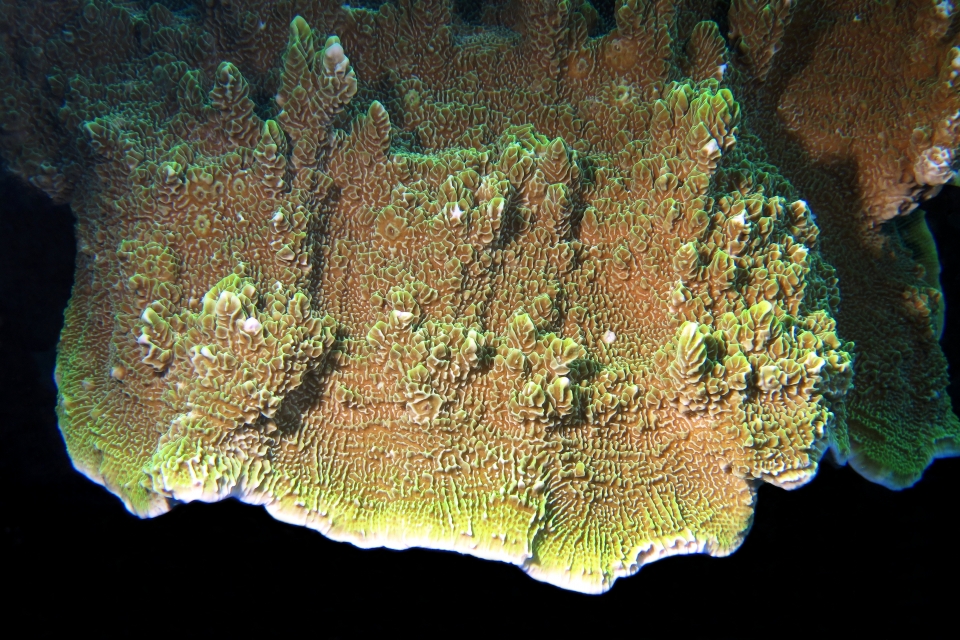 Pavona varians