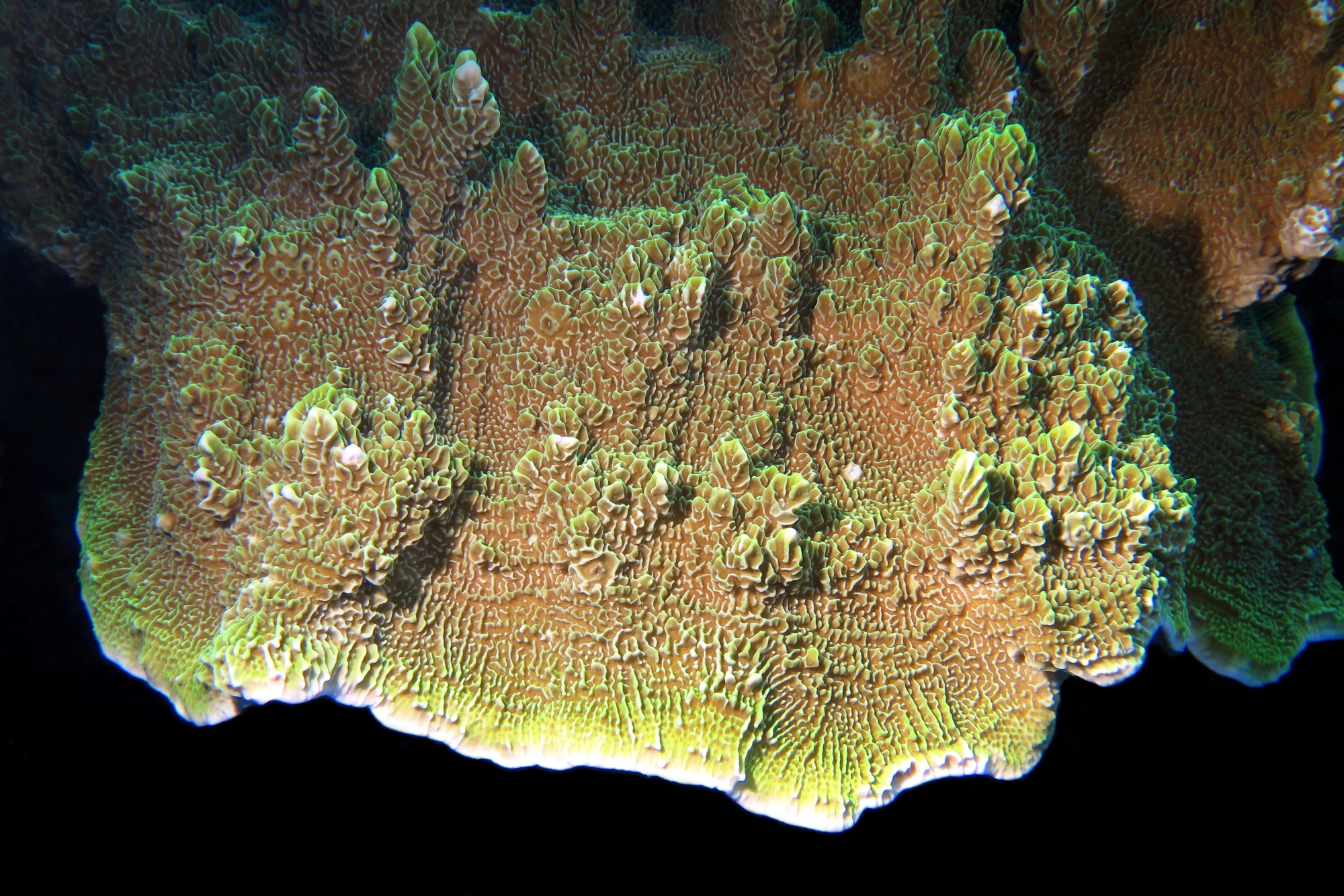 Pavona varians