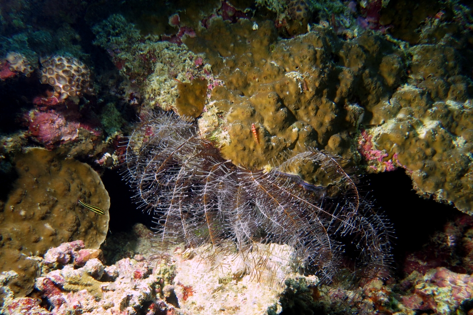 Clarkcomanthus mirabilis