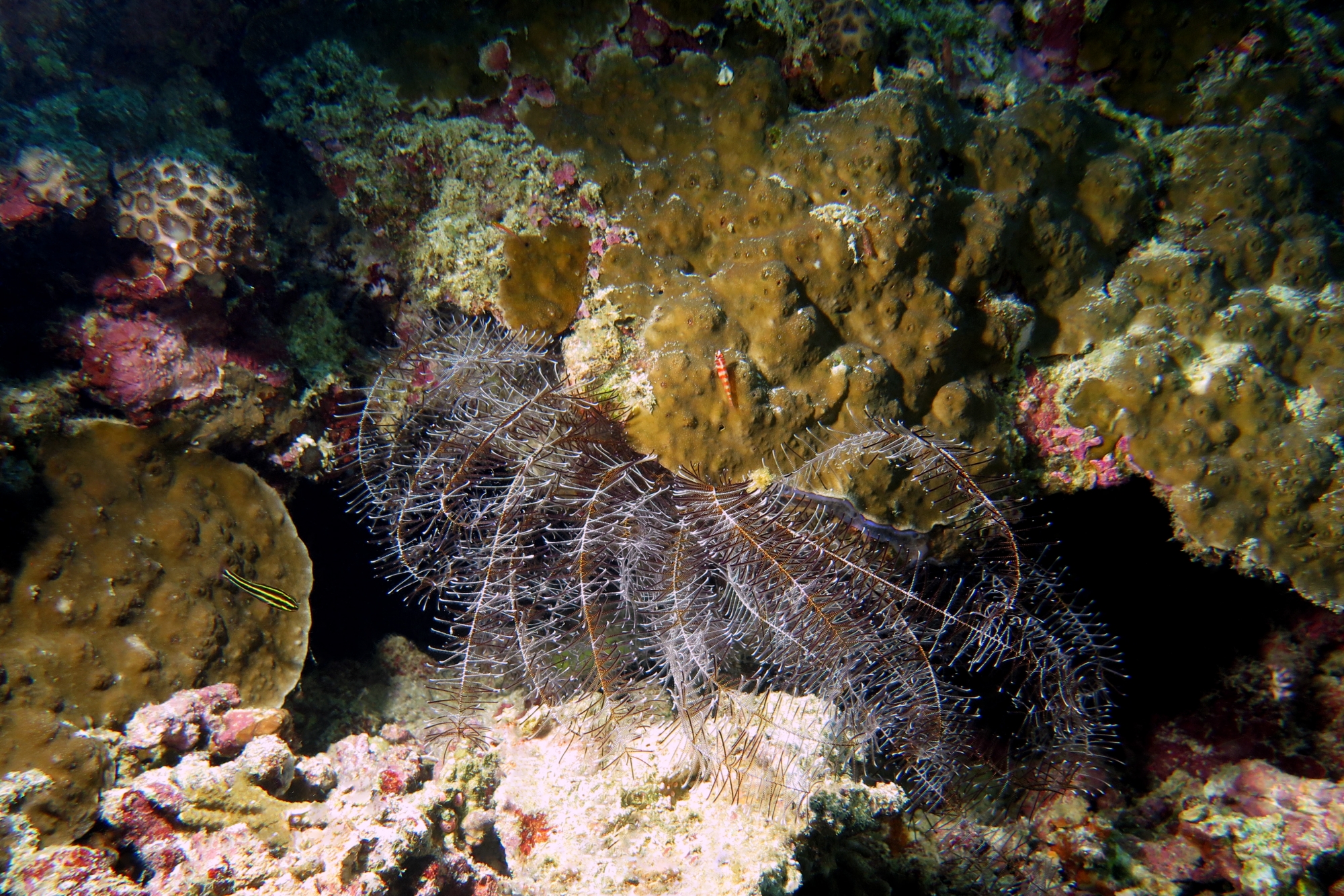 Clarkcomanthus mirabilis