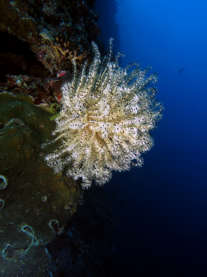 Dichrometra flagellata