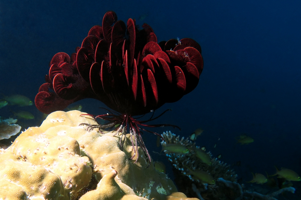 Himerometra robustipinna