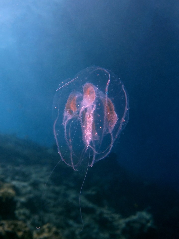 Mnemiopsis leidyi