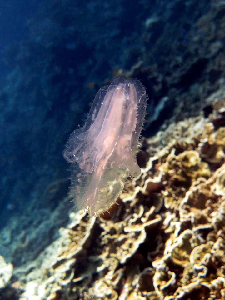 Leucothea multicornis