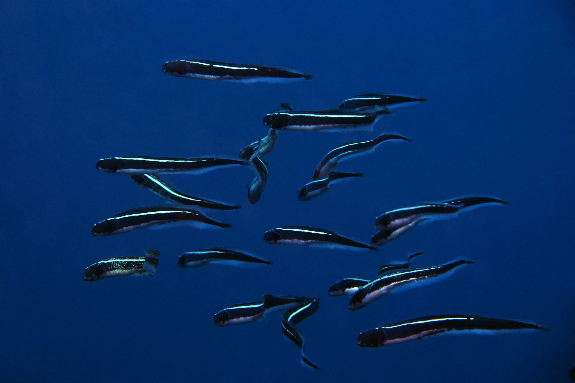 Pholidichthys leucotaenia