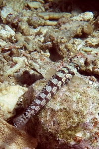 Parapercis tetracantha, Pomacentrus coelestis