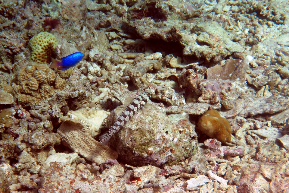 Parapercis tetracantha, Pomacentrus coelestis