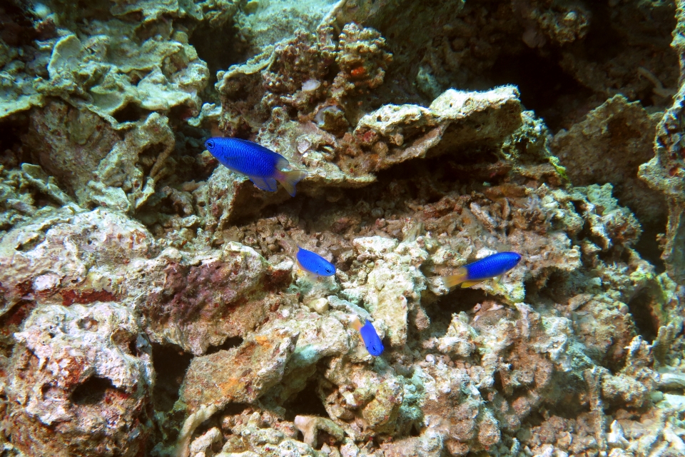 Pomacentrus coelestis