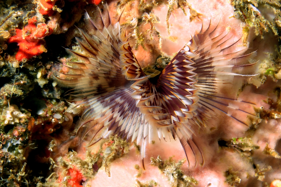 Sabellastarte spectabilis