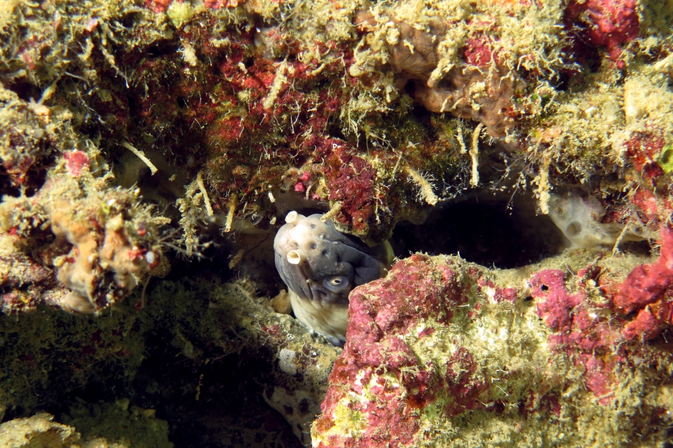 Ophichthus cephalozona