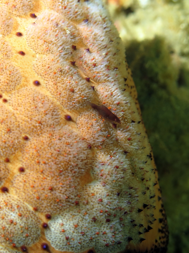 Zenopontonia rex, Culcita novaeguineae