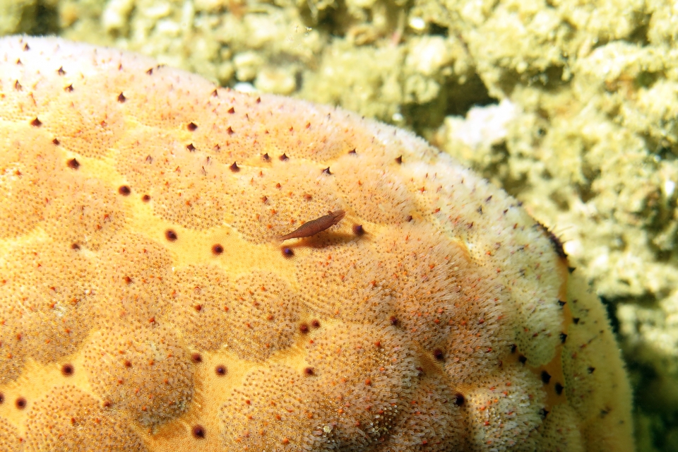 Zenopontonia rex, Culcita novaeguineae
