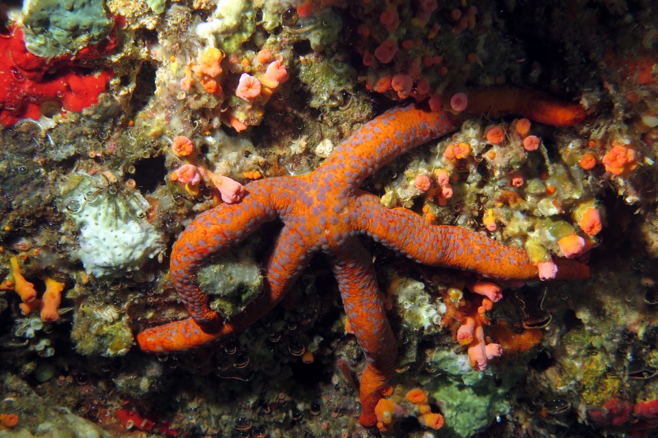 Linckia guildingi