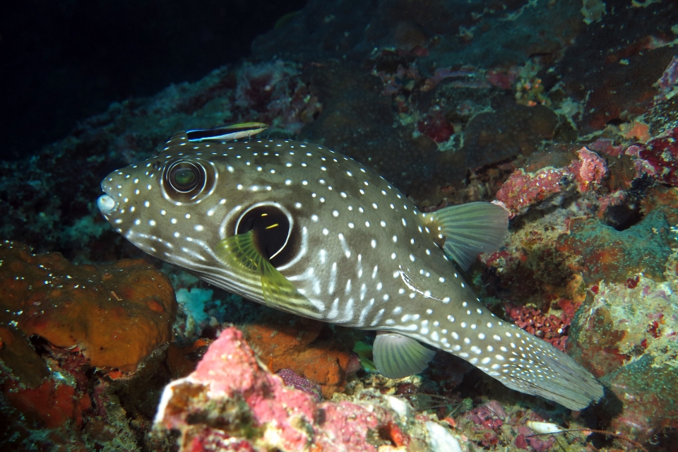 Arothron hispidus, Labroides dimidiatus