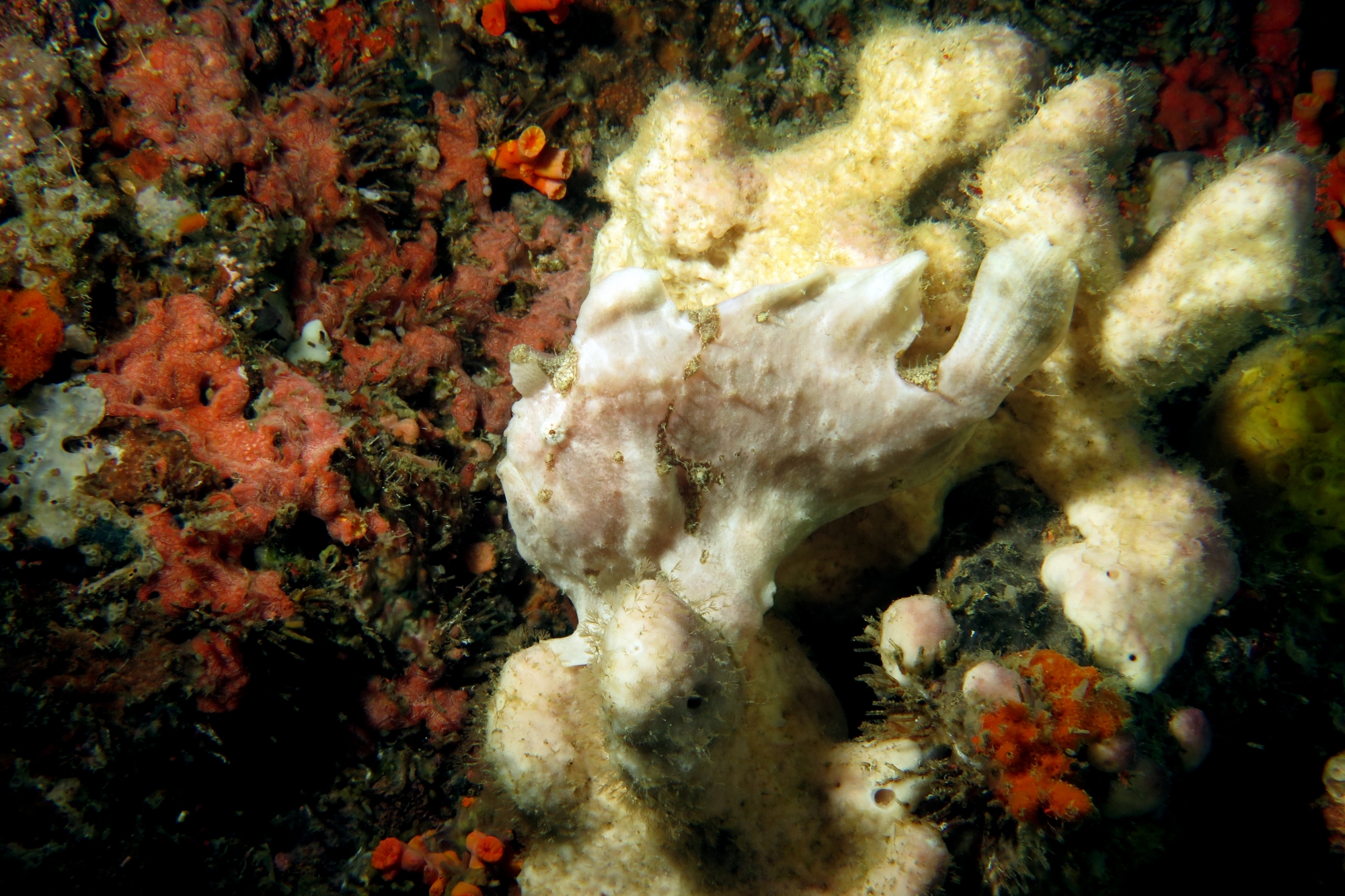 Antennarius commerson