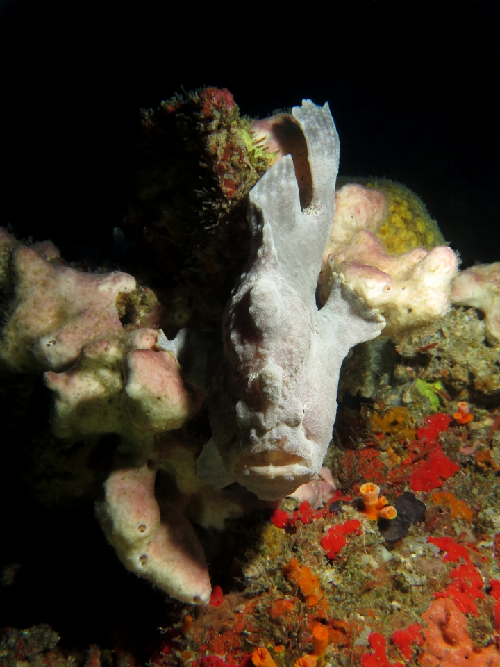 Antennarius commerson