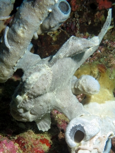 Antennarius commerson, Haliclona fascigera