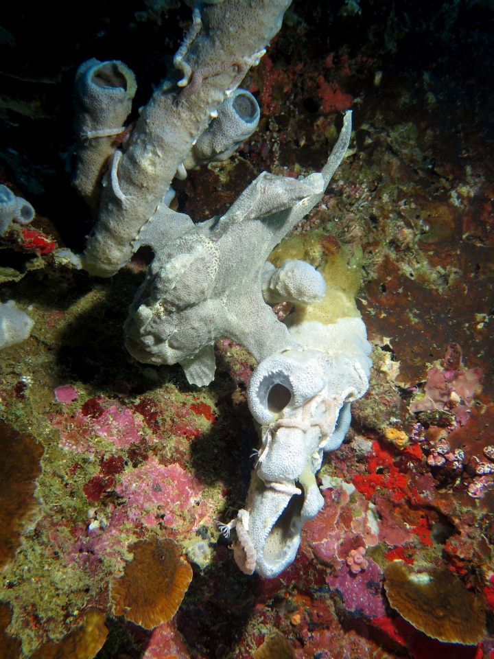 Antennarius commerson, Haliclona fascigera