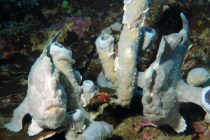 Antennarius commerson, Haliclona fascigera