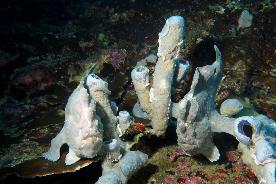 Antennarius commerson, Haliclona fascigera