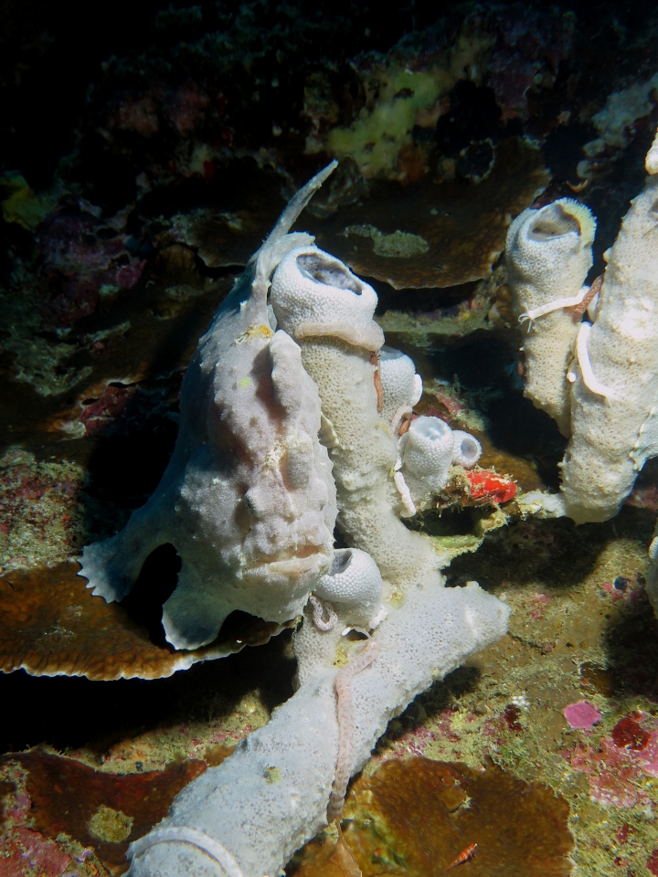 Antennarius commerson, Haliclona fascigera