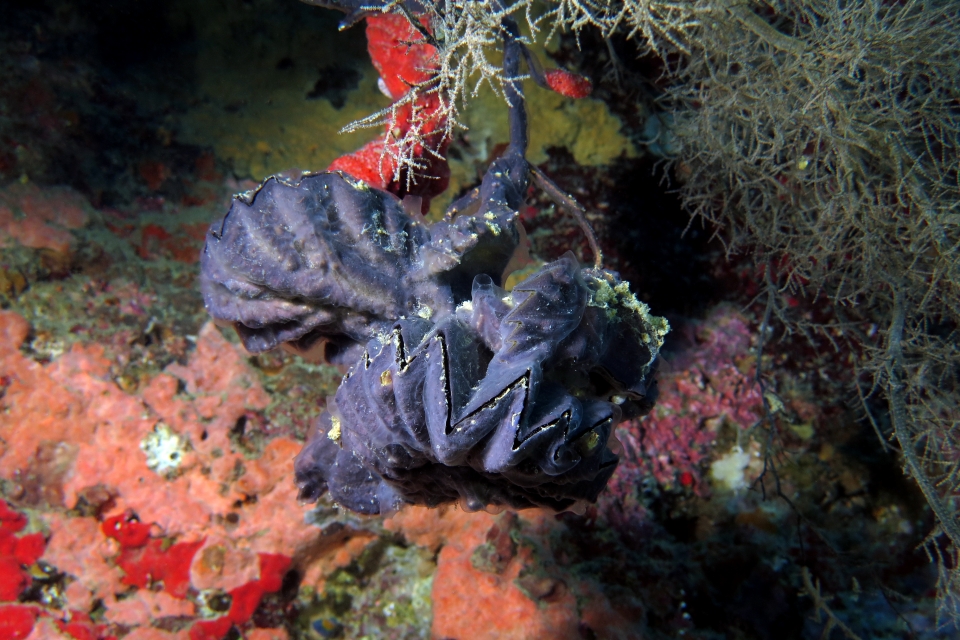 Lopha cristagalli