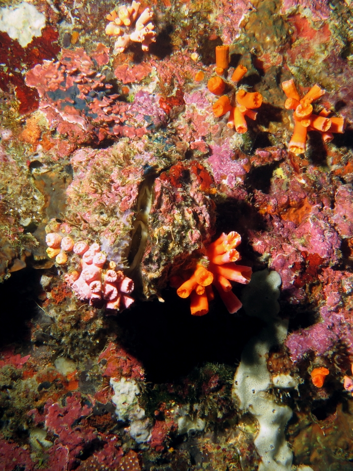 Mollusque ou autre animal ?, Dendrophyllia ou Tubastraea