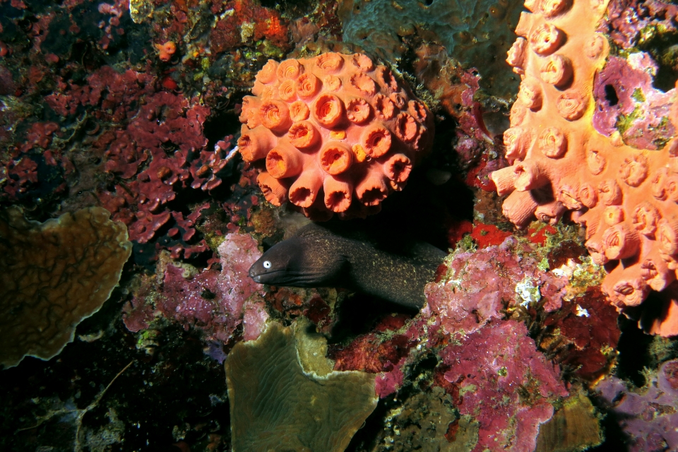 Gymnothorax thyrsoideus, Tubastraea coccinea