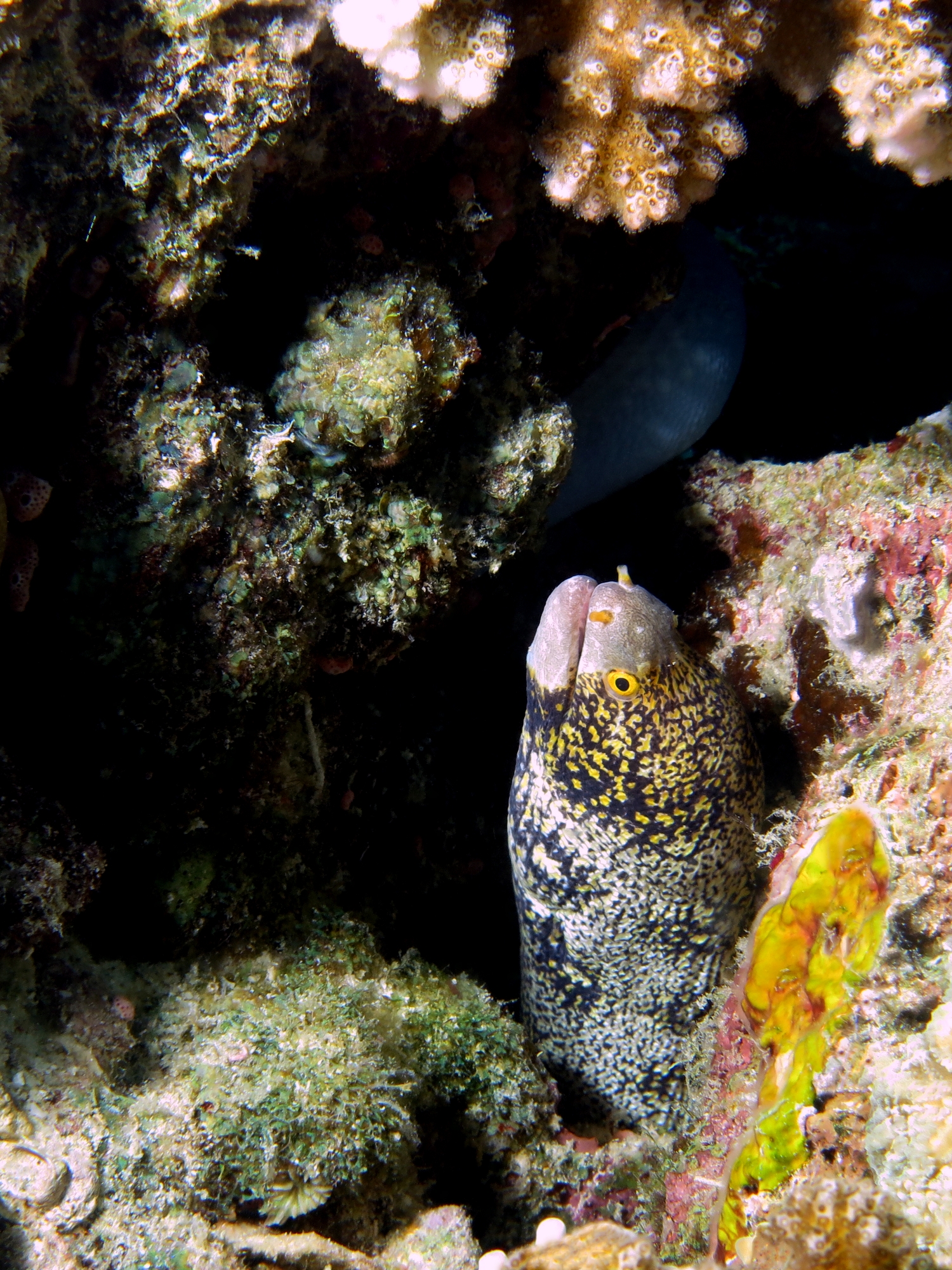 Echidna nebulosa