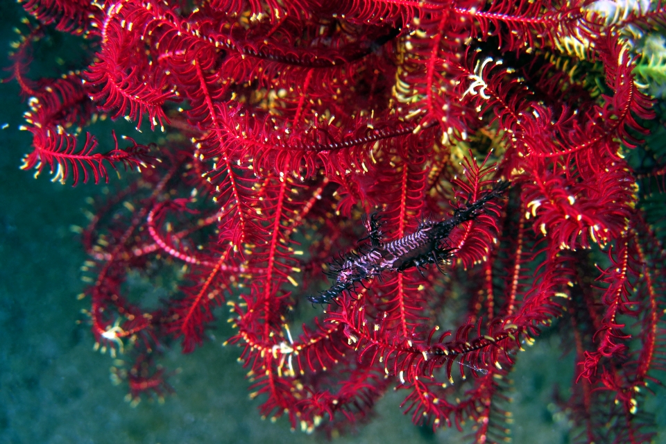Solenostomus paradoxus