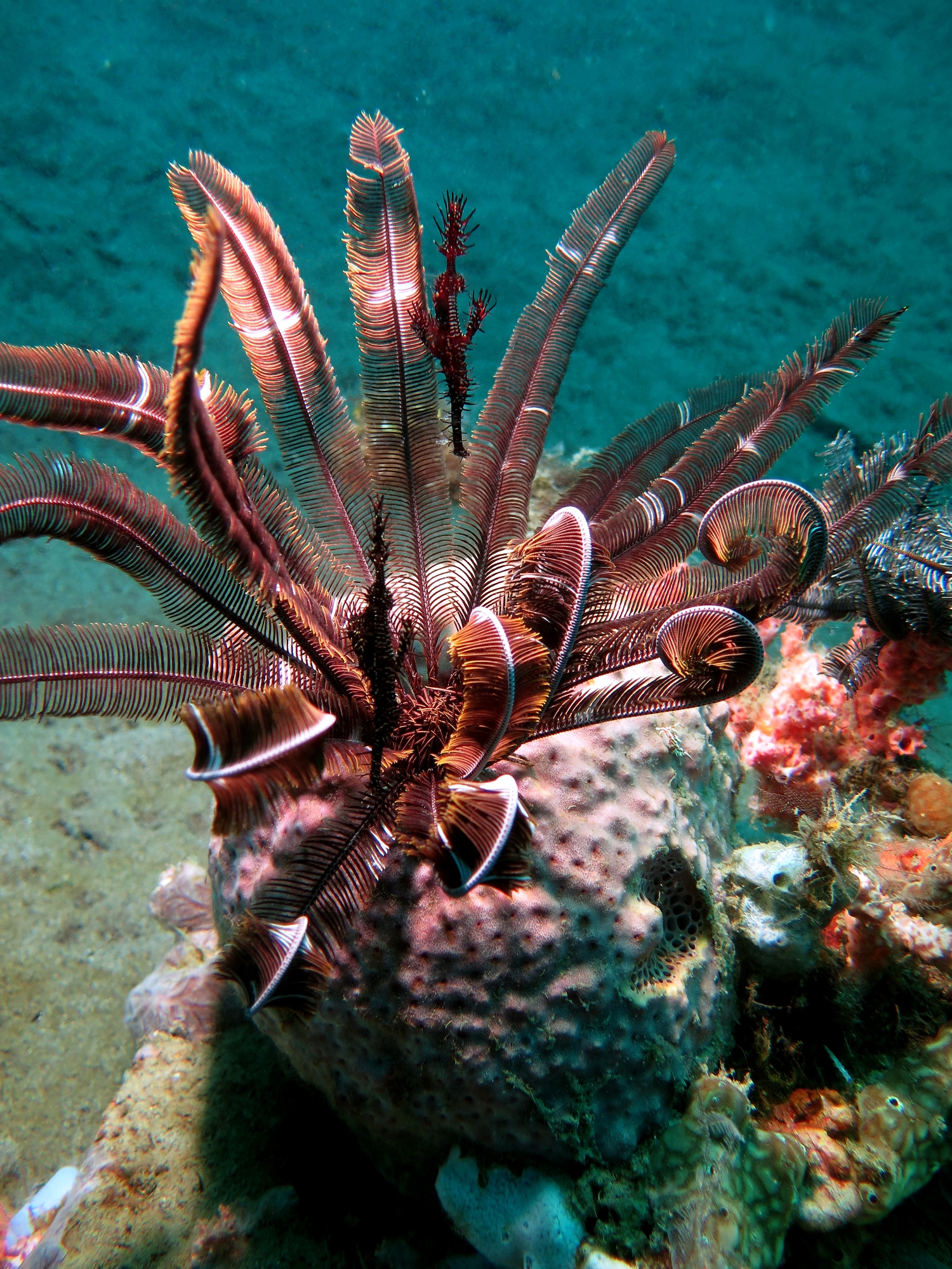 Solenostomus paradoxus