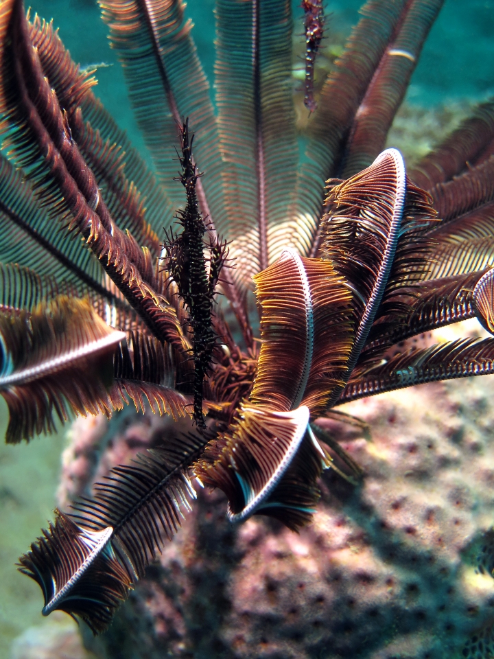 Solenostomus paradoxus