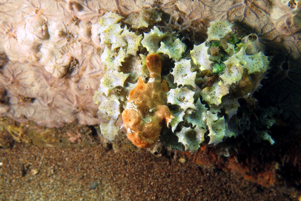 Antennarius pictus, Turbinaria triquetra, Clathria sp.